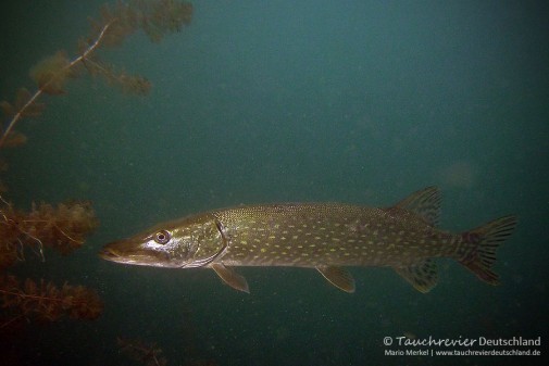 2015_07_09_Werbellinsee_123