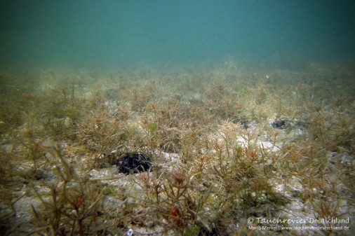 2015_07_09_Werbellinsee_127