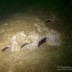 Werbellinsee, Mergelwand, Tauchen im Werbellinsee