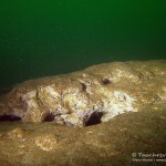 Werbellinsee, Mergelwand, Tauchen im Werbellinsee