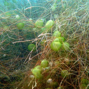 Gallertkugeltierchen
