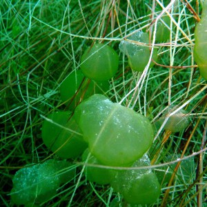 Gallertkugeltierchen