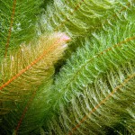 Tausendblatt