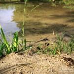 Waschsee, Mechow, Tauchen im Waschsee, Tauchen in Mecklenburg-Vorpommern