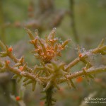 Chara tomentosa, Tauchen im Waschsee, Tauchen in Mecklenburg-Vorpommern