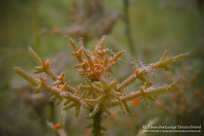 2015_07_18_Waschesee_385