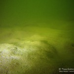 Seegrund Waschesee, Tauchen im Waschsee, Tauchen in Mecklenburg-Vorpommern