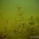 sedimentierte Leuchteralgen, Tauchen im Waschsee, Tauchen in Mecklenburg-Vorpommern