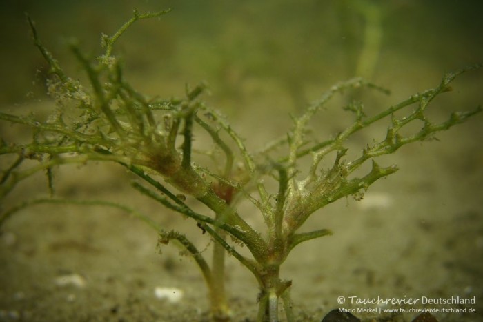 2015_07_18_Waschesee_407