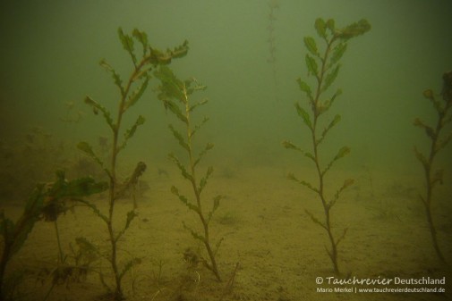 2015_07_18_Waschesee_413