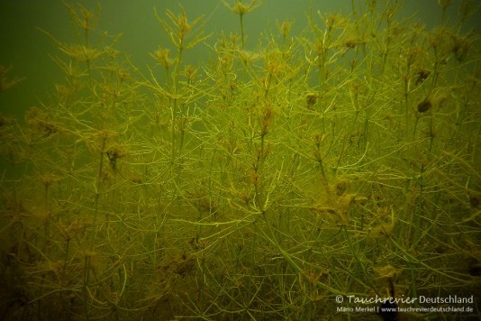 2015_07_18_Waschesee_415