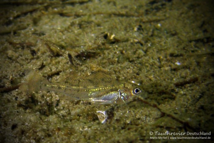 2015_07_18_Waschesee_420