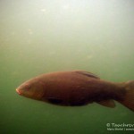 Schlei (Tinca, tinca), Tauchen im Waschsee, Tauchen in Mecklenburg-Vorpommern