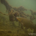 Schlei (Tinca, tinca), Tauchen im Waschsee, Tauchen in Mecklenburg-Vorpommern