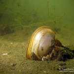 Teichmuschel, Tauchen im Waschsee, Tauchen in Mecklenburg-Vorpommern