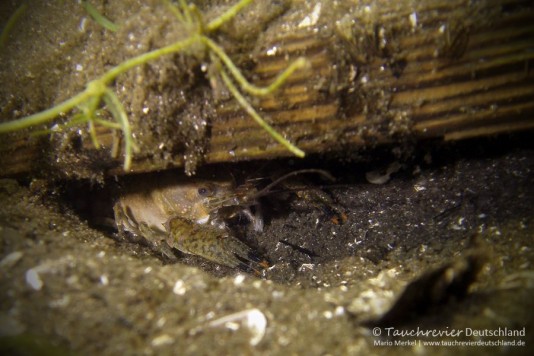 2015_07_18_Waschesee_461