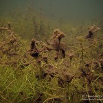 sedimentierte Leuchteralgen, Tauchen im Waschsee, Tauchen in Mecklenburg-Vorpommern