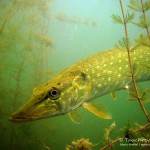 Hecht (Esox, esox), Tauchen im Waschsee, Tauchen in Mecklenburg-Vorpommern