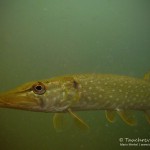 Hecht (Esox, esox), Tauchen im Waschsee, Tauchen in Mecklenburg-Vorpommern