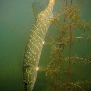 Hecht (Esox, esox)