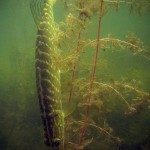 Hecht (Esox, esox), Tauchen im Waschsee, Tauchen in Mecklenburg-Vorpommern