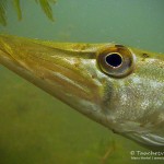 Hecht (Esox, esox), Tauchen im Waschsee, Tauchen in Mecklenburg-Vorpommern