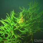 Süßwasserschwamm (Spongillidae), Tauchen im Schmaler Luzin, Tauchen in Mecklenburg-Vorpommern