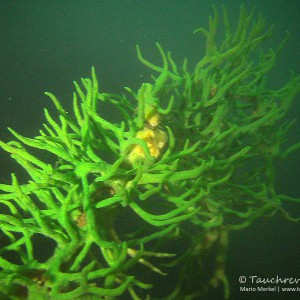 Süßwasserschwamm (Spongillidae)