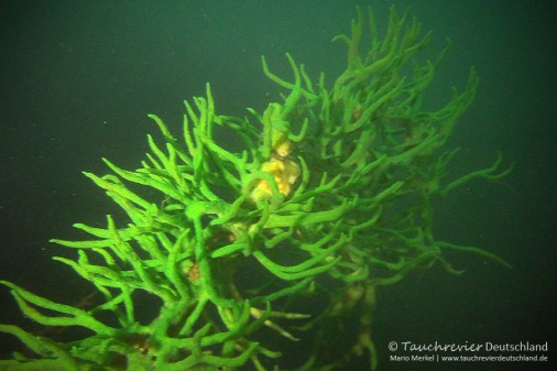 2015_07_23_SchmalerLuzin_385