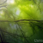 Fadenalgen im Baum, Tauchen im Schmaler Luzin, Tauchen in Mecklenburg-Vorpommern