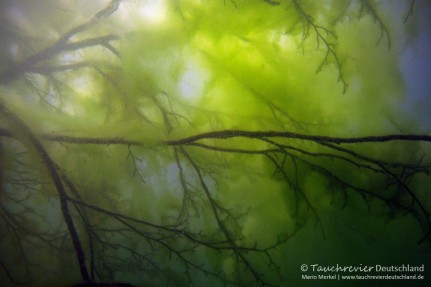 2015_07_23_SchmalerLuzin_390