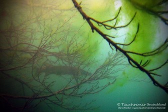 2015_07_23_SchmalerLuzin_392