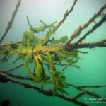 Süßwasserschwamm (Spongillidae), Tauchen im Schmaler Luzin, Tauchen in Mecklenburg-Vorpommern