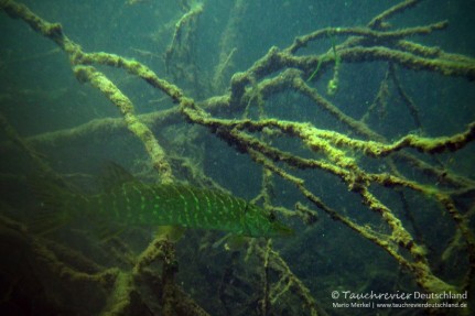 2015_07_23_SchmalerLuzin_412