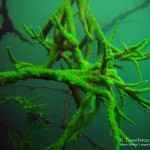 Süßwasserschwamm (Spongillidae), Tauchen im Schmaler Luzin, Tauchen in Mecklenburg-Vorpommern