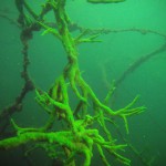 Süßwasserschwamm (Spongillidae), Tauchen im Schmaler Luzin, Tauchen in Mecklenburg-Vorpommern