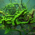 Süßwasserschwamm (Spongillidae), Tauchen im Schmaler Luzin, Tauchen in Mecklenburg-Vorpommern