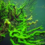 Süßwasserschwamm (Spongillidae), Tauchen im Schmaler Luzin, Tauchen in Mecklenburg-Vorpommern