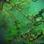 Süßwasserschwamm (Spongillidae), Tauchen im Schmaler Luzin, Tauchen in Mecklenburg-Vorpommern