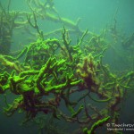 Süßwasserschwamm (Spongillidae), Tauchen im Schmaler Luzin, Tauchen in Mecklenburg-Vorpommern