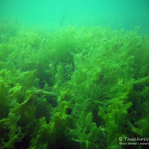 überwachsende Algen