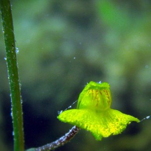 Blüte Wasserschlauch