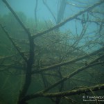 alter Baum im Wasser