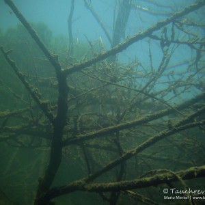 alter Baum im Wasser