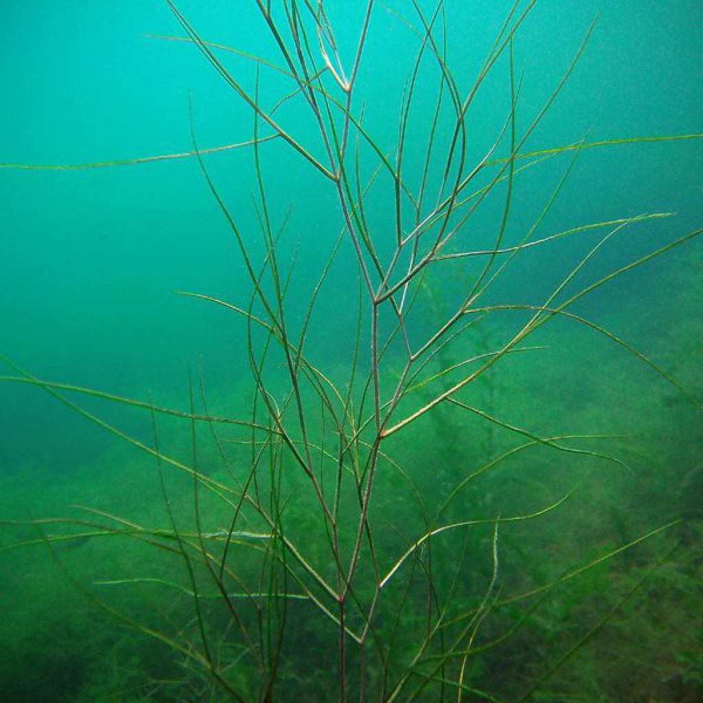 Armleuchteralgen Archive Tauchrevier Deutschland
