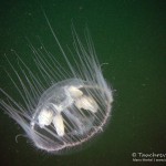 Süßwasserqualle (Craspedacusta sowerbii), Tauchen im Baggersee Streitköpfle