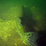 Hecht, Tauchen im Baggersee Streitköpfle