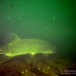 Hecht, Tauchen im Baggersee Streitköpfle