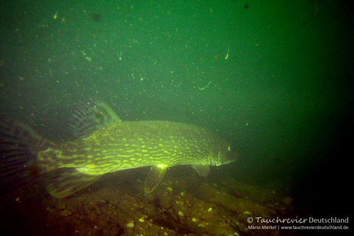 2015_08_10_BaggerseeLinkenheim_105