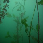 Unterwasserpflanzen, Tauchen im Baggersee Streitköpfle